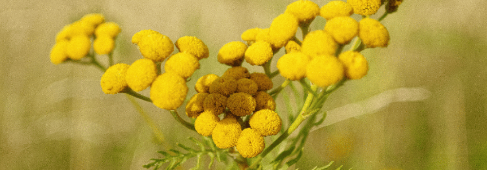 Blue Tansy Oil for Skin: Benefits & How to Use It