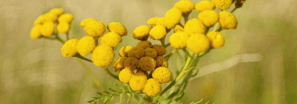 Blue Tansy Oil Benefits for Skin & Beyond (Plus, How to Use)