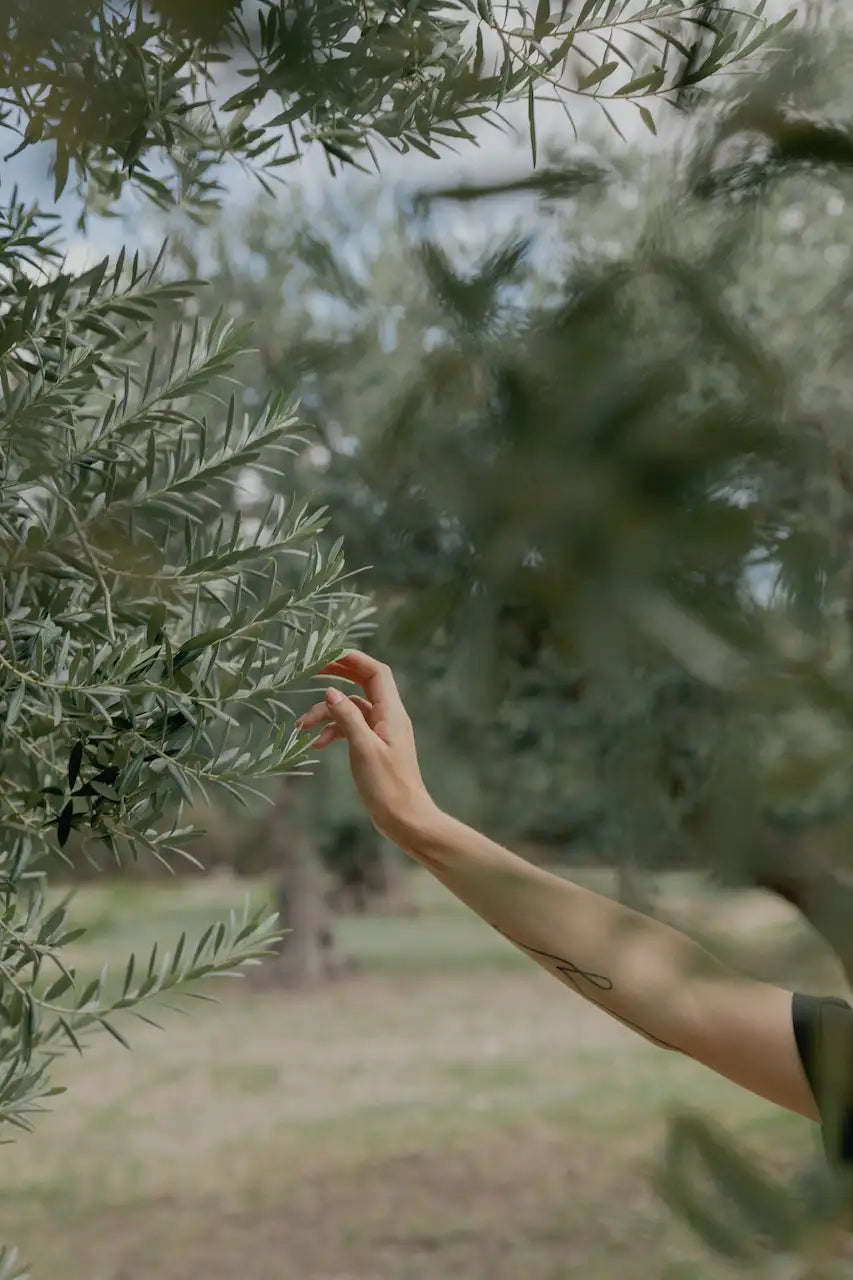 A female hand reaching out to pick an olive from an olive tree in a regenerative agricultural setting for TUTTOFARE tallow balm