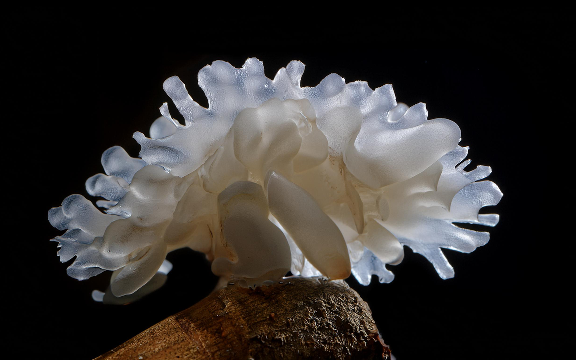 tuttofare naturally active face mist tremella mushroom - black background.png